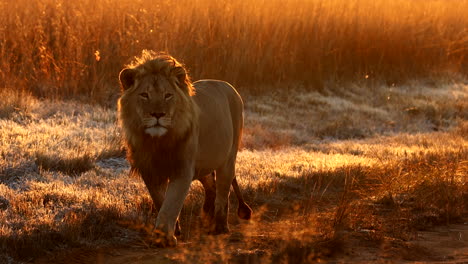 condensation from walking male lion's breath in cold safari morning sunrise