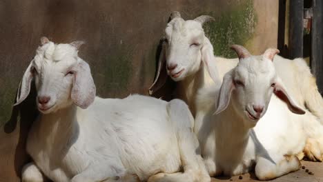 two goats resting side by side in sunlight