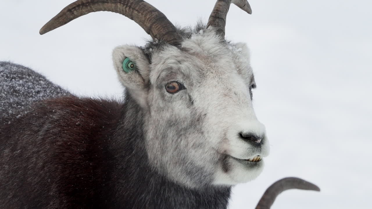 캐나다 유콘 주 화이트호스 의 눈 인 풍경 에 있는 오비스 달리 또는 틴호른 양 들 - 근접