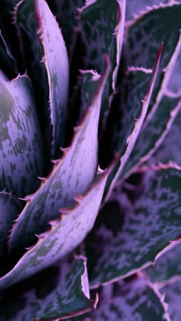 close-up of a purple succulent plant