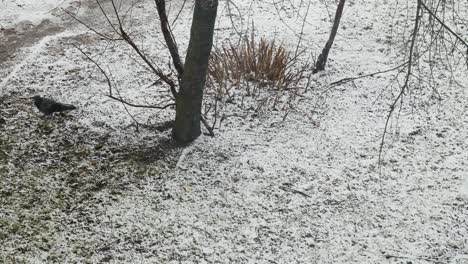 pigeon enjoying snowfall and looking for food in winter season