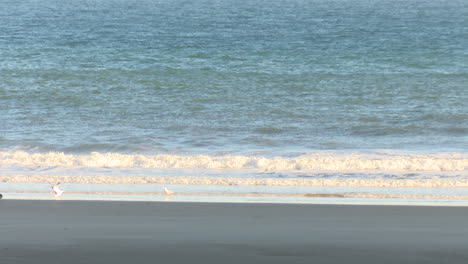beach scene with gulls