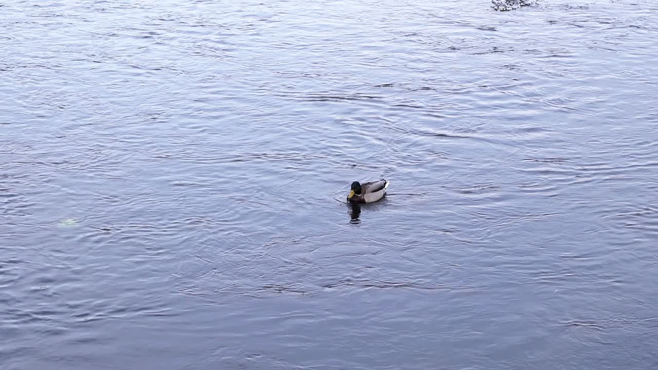 Duck Floating On The Running Water Of River Near The Park In Romania