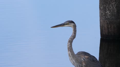 closeup shot of a heron wading through water in clear light