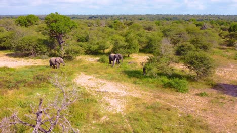 drone shot of a wild herd of elephants roaming the african safari
