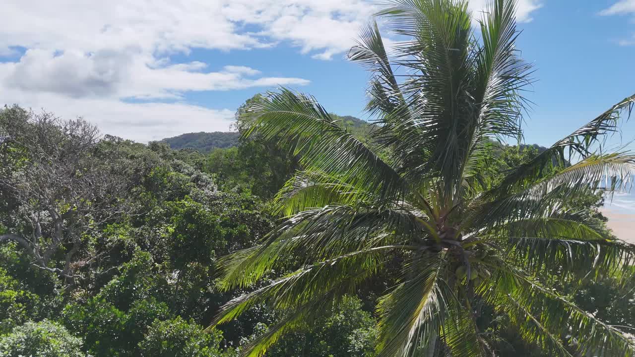 Drone camera glides above lush rainforest, passing a coconut palm toward sandy beach, daylight