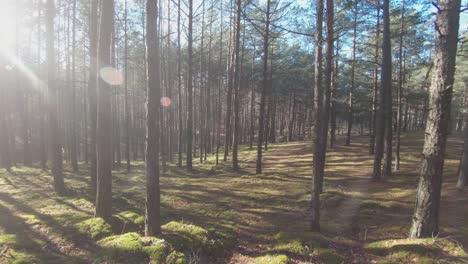 coniferous tree trunks in a mossy forest on a sunny day-2