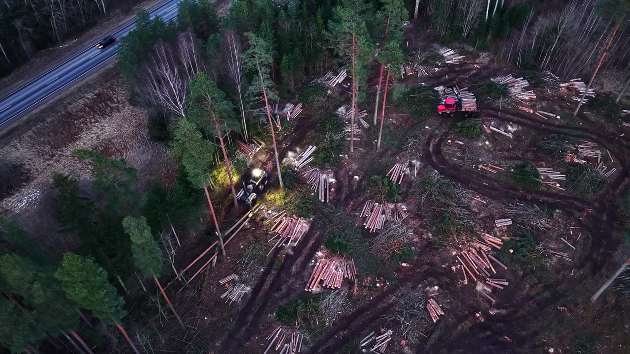 Harvester felling trees and forwarder loading logs during night logging operation