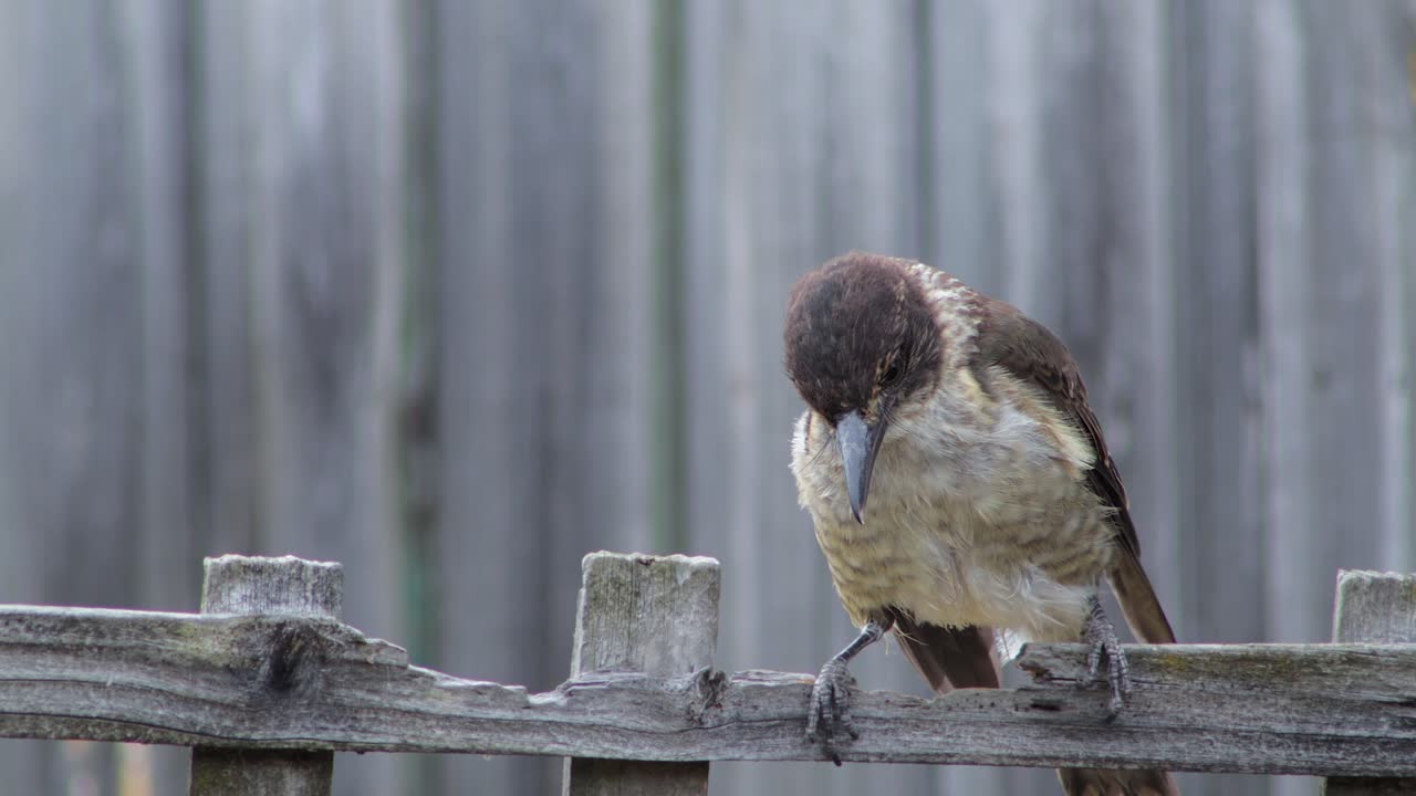 Juvenile Butcherbird Close Up Perched on Wooden Fence Trellis In Garden Daytime, Maffra, Gippsland, Victoria, Australia