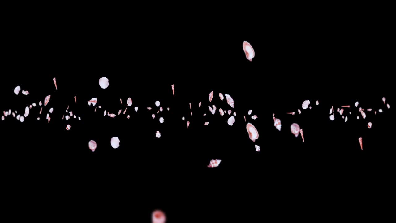 검은 바탕에 많은 바다 데기를 날아. 현실적인 조개 모양의 컬렉션. 열대 수중. 회전하는 데기의 3d 루프 애니메이션.