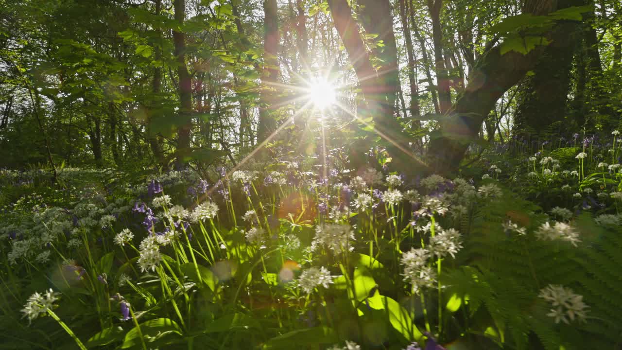 Sunlight Streams Through a Spring Forest