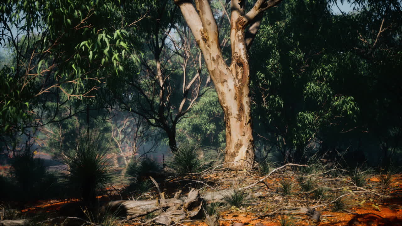 오스트레일리아의 숲에서 해가 지는 것
