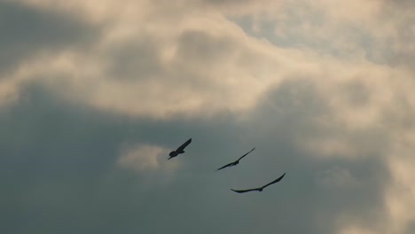 silhouette of eagles flying in the sky at sunset - low angle shot