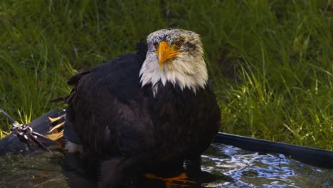 video of the american bald eagle, slow motion, close up