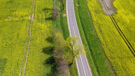 Aerial-Birds-Eye-View-Over-Rapeseed-Field-With-Road-Running-Through-In-The-Middle