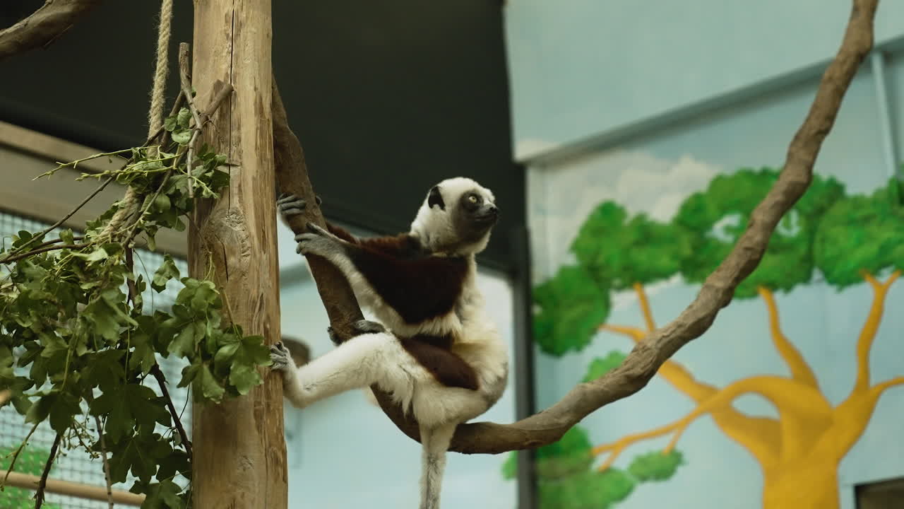un lémur bebé lindo sentado en una rama de un árbol dentro de un zoológico
