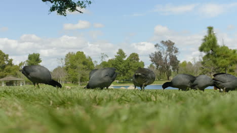 Easting-birds-at-ground-level