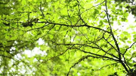 hojas verdes frescas en dunkeld, escocia
