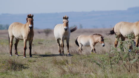 group of wild przewalski horses grazing and standing prairie