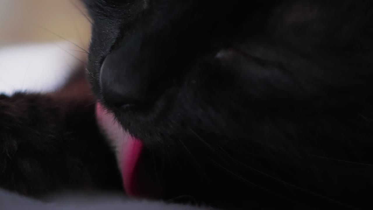 Close up of cat's face and tongue washing itself