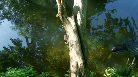 Top-down-view-of-beaver-swimming-through-clear-water-reflecting-tropical-forest-in-Florida