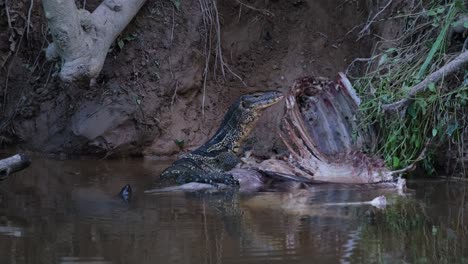 Monitor-De-Agua-Asiático-Y-Una-Tortuga