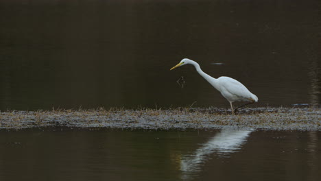 One-Great-Egret-hunting-on-marshy-pond-at-late-afternoon