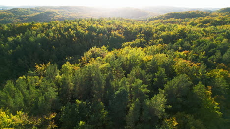 vuelo aéreo de drones sobre un gran bosque al atardecer