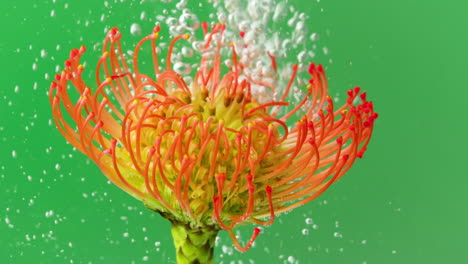 pincushion flower in water with bubbles