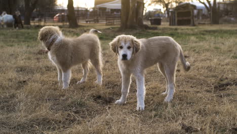 full shot of two anatolian shepherd mixed great pyrenees on field at golden hour