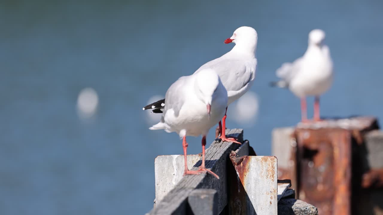 Seagulls interact and perch on weathered dock posts