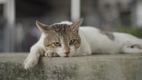 Wild-Asian-Cat-chills-laying-down-in-cemented-road-street-typical-stay-animal-confident-southeast-white-and-grey-feline