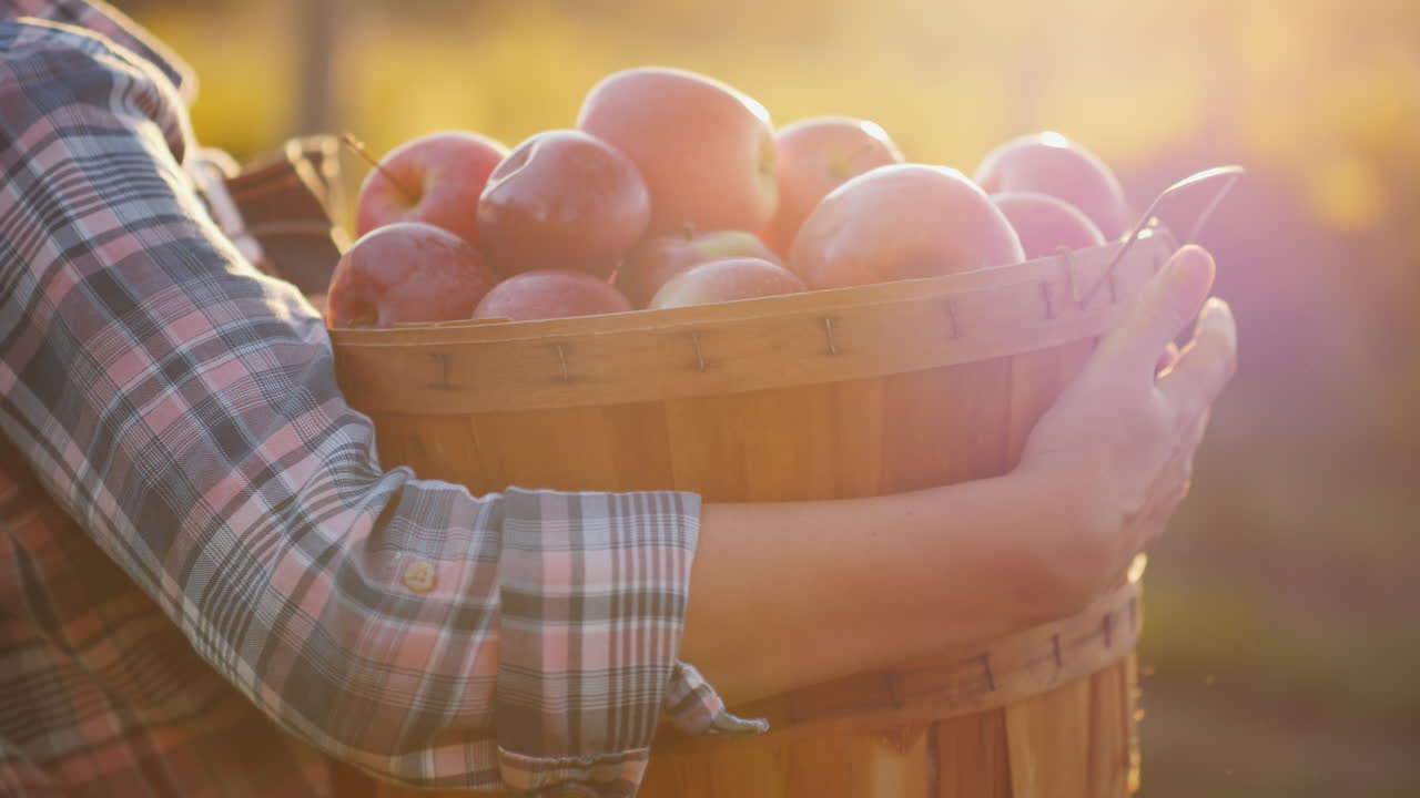 un agricultor sostiene una canasta con manzanas rojas maduras, un pequeño jardín y un concepto de productos orgánicos