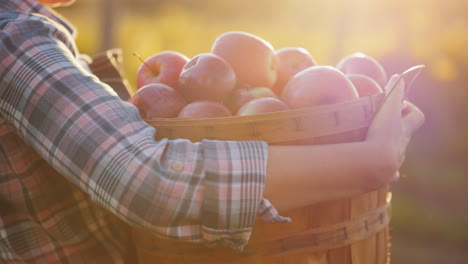 a farmer holds a basket with ripe red apples small garden and organic products concept