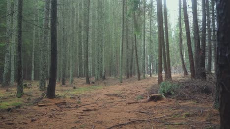 a forest infested with green lichen growing densely on tall trees