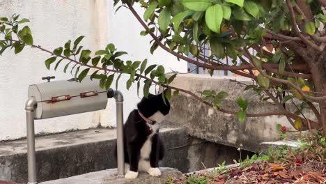 gato de piel de color blanco y negro con calcetines blancos hablando fuera de su casa, escondiéndose junto al desagüe y paseando por el vecindario