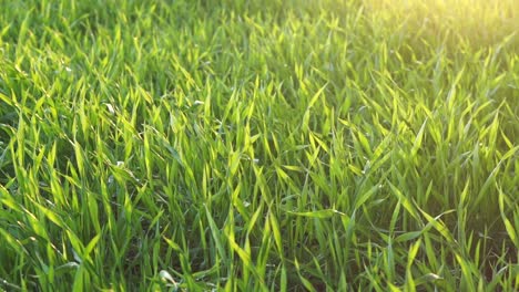 green grass background