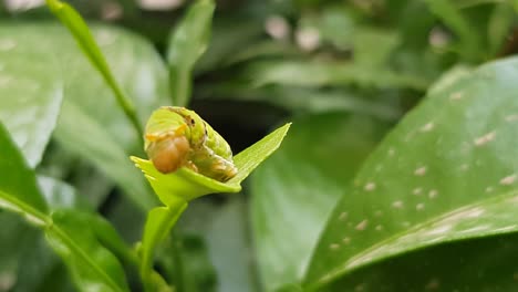 green caterpillar worm in iran northern citrus tree leaf gardens in summer season as agriculture pest organic way of get rid animal insect sop damage leaves