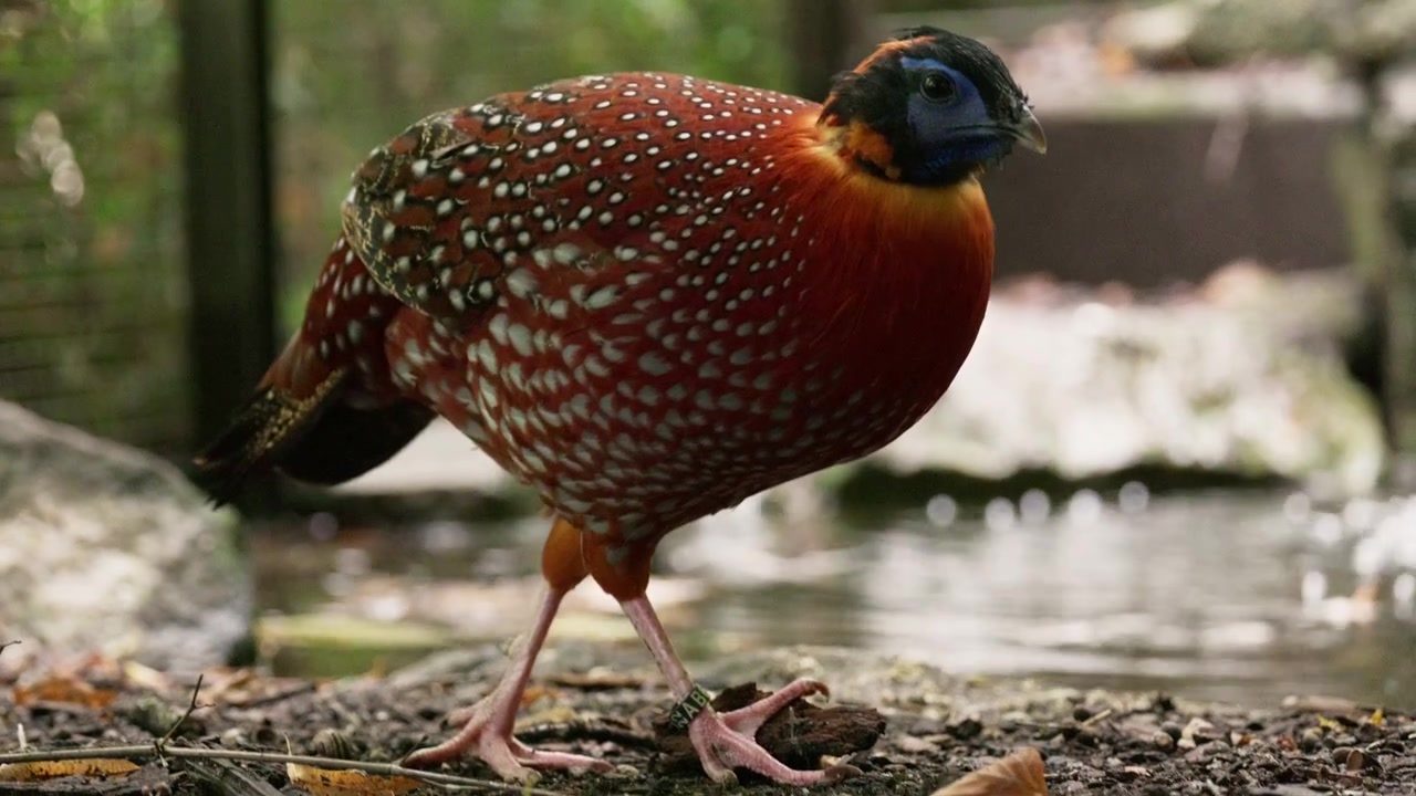 Un vivace tragopano satiro si pavoneggia con grazia vicino a una roccia e acqua bassa in un recinto lussureggiante in cerca di cibo. Il piumaggio brillante e la luce soffusa evidenziano questo momento esotico della fauna selvatica.