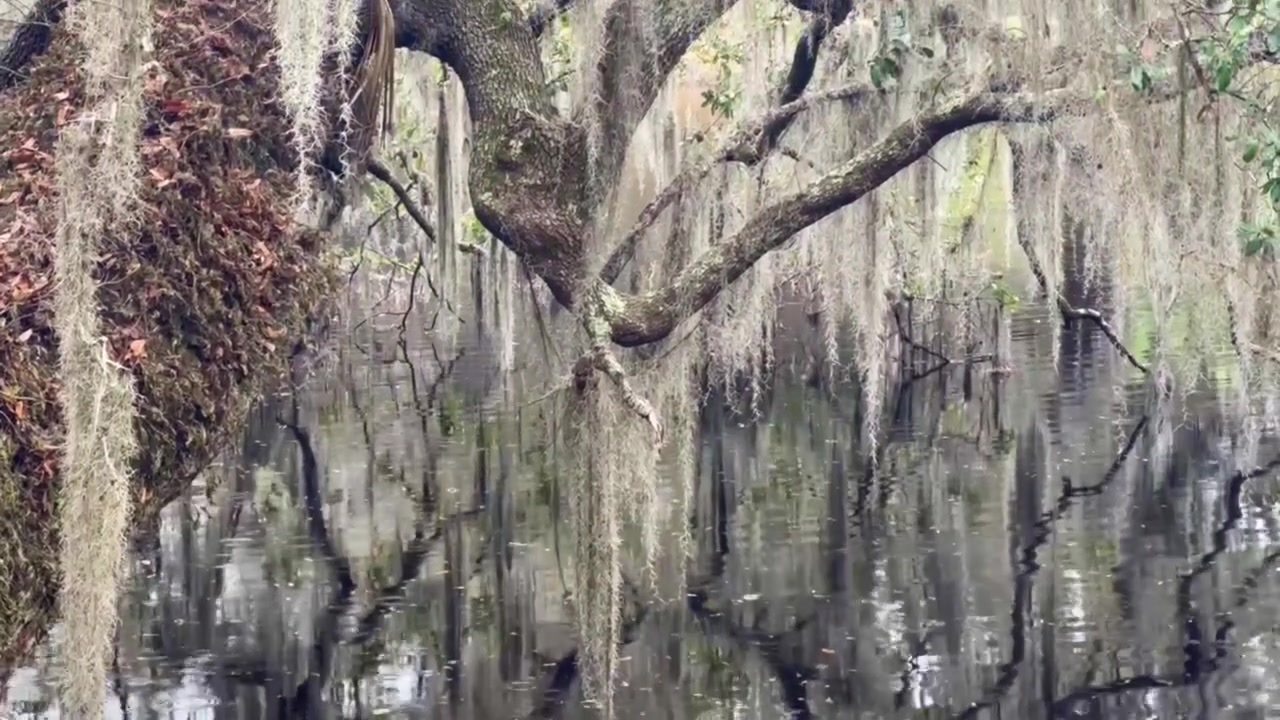Charleston, Güney Karolina'daki Middleton Place'te canlı bir meşe ağacından sarkan İspanyol yosununun elde çekilmiş telefoto yükselen görüntüsü. 4K 30 FPS.