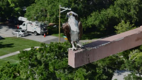 osprey, perched up high above a neighborhood, looking at the camera