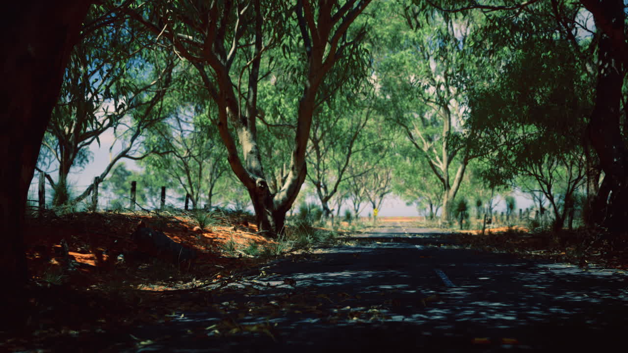 carretera serena sombreada por árboles durante un día brillante en una zona rural