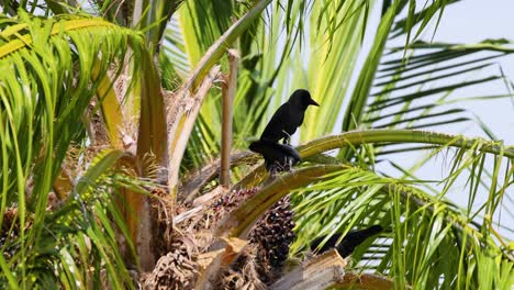 a crow sits on a palm tree under bright daylight in phuket, thailand. the scene captures natural behavior in a tropical setting