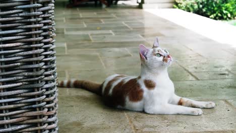 Katze-Entspannt-Sich-Auf-Dem-Boden-Und-Schaut-Sich-Um