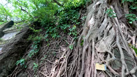 banyan roots intertwine with a stone wall