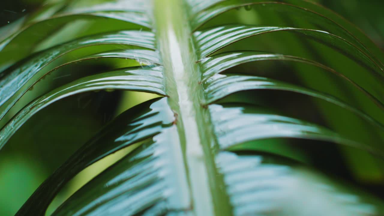 inclinación del foco de tormento hacia abajo de las gotas de lluvia que caen sobre la hoja de plátano en la jungla