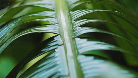 Racking-focus-tilt-down-of-raindrops-falling-on-banana-leaf-in-jungle