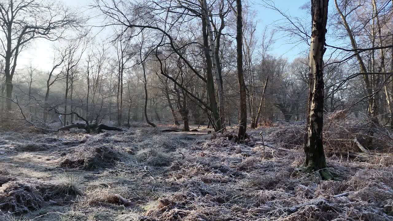 Frost cover ground in forest low drone,aerial