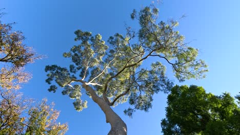 trees swaying under a clear blue sky