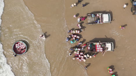 aerial top down of fisherman sorting out the seafood and moving it to trucks on tropical sand beach of south east asia